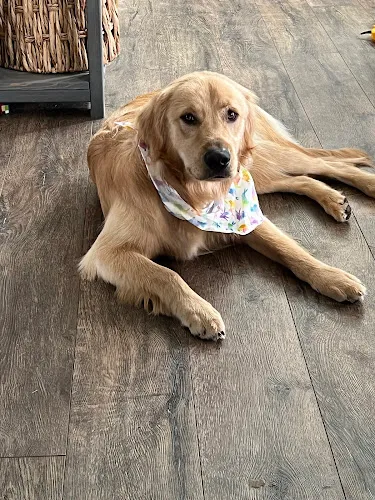 Horning's Pet Groom & Boarding - Cat grooming in Hartville