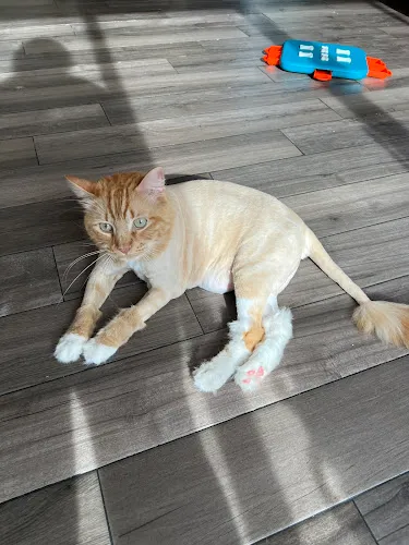 Pristine Paws Pet Grooming - Cat grooming in Greenacres
