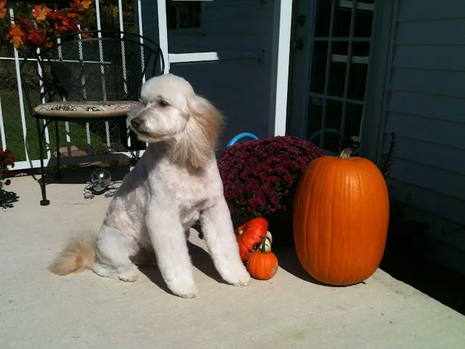 D'tails Pet Salon - Cat grooming in Fort Wayne