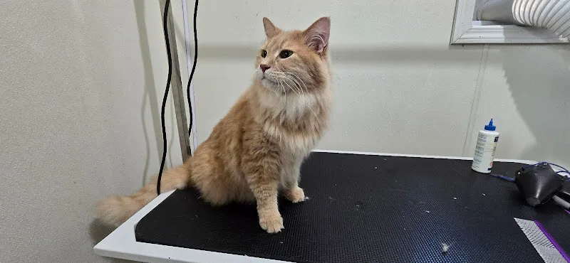 Paw Spa - Mobile cat grooming in Zimmerman, MN