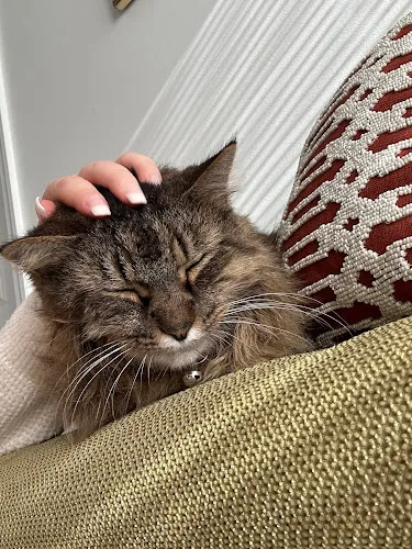 PawLeashed Pet Salon - Cat grooming in McMurray