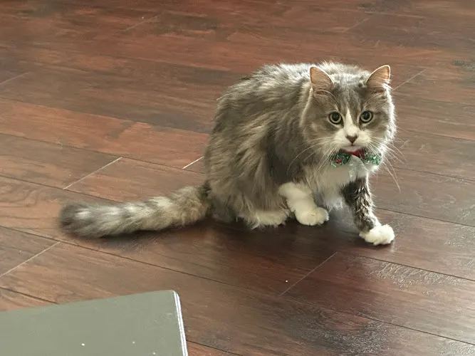 Barkyardigans Pet Pawlor - Cat grooming in Winterville