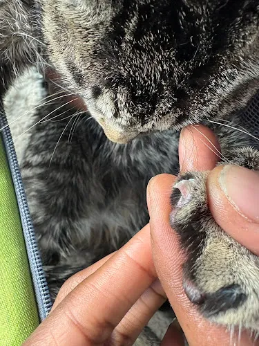 PuppyPlayground - Professional cat grooming in Mt Vernon, NY