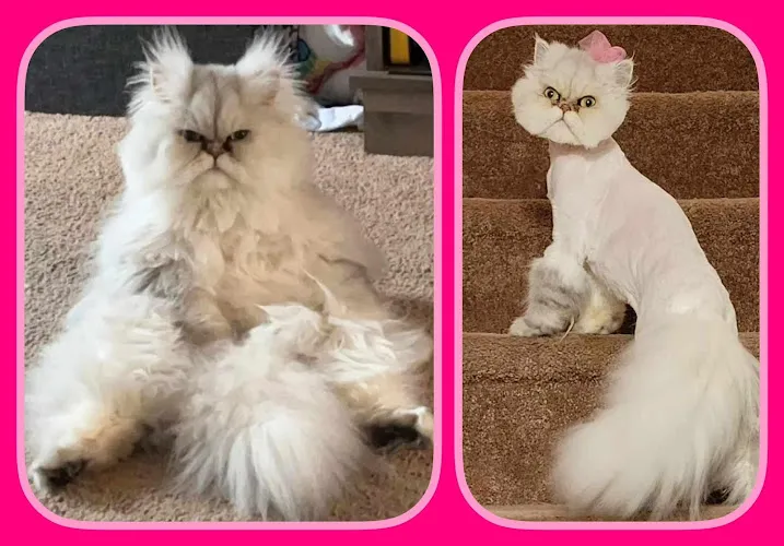 Pet Grooming Studio - Cat grooming in Mt Laurel Township