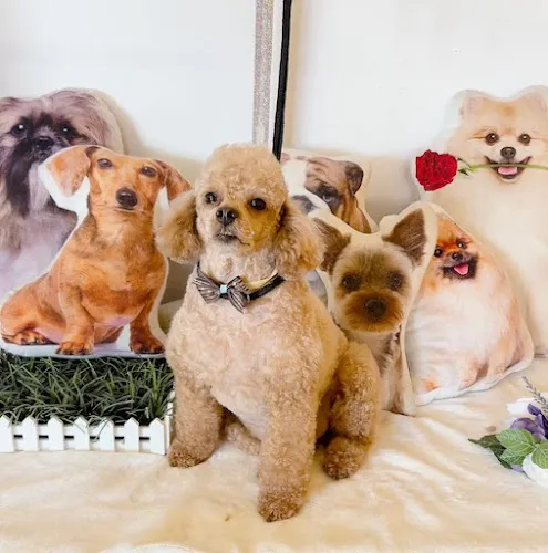 Urban Style Dog - Cat grooming in Las Vegas