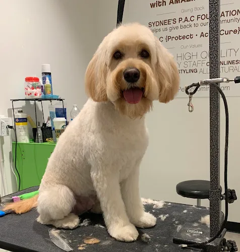 Sandy's Pet Spa - Cat grooming in Chicago