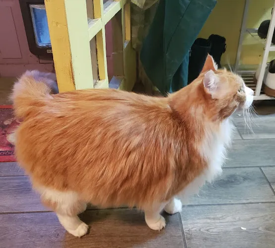 Ark Pet Salon 2by2 - Cat grooming in Sunset Beach