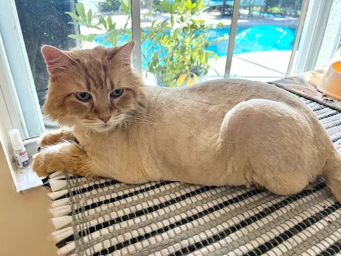 Loving Cuts Mobile Pet Grooming - Mobile cat grooming in Port St. Lucie, FL