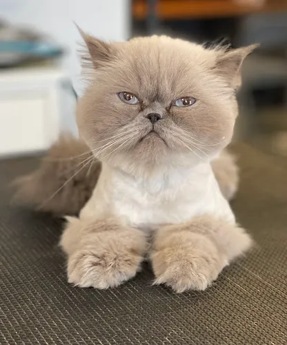 Kanine Kuts Inc - Cat grooming in Kenosha