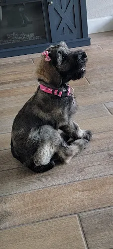 K9 Cafe Boutique & Spa, LLC - Braun Rd. - Cat grooming in San Antonio