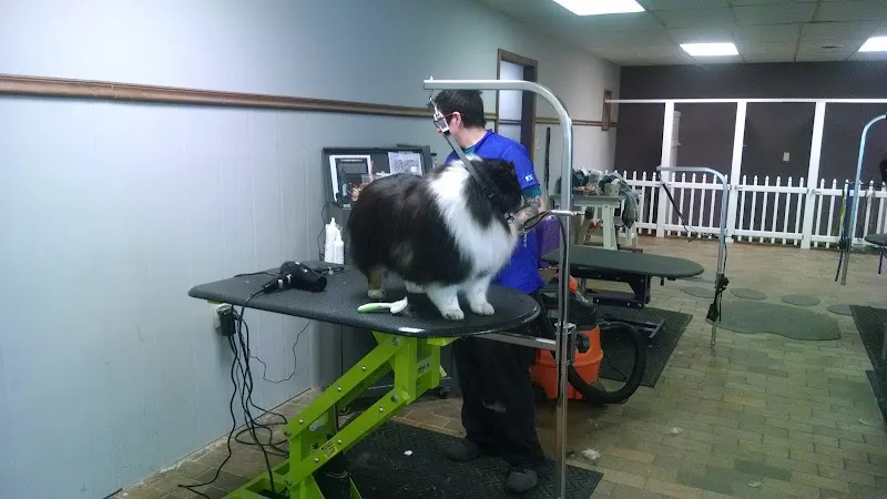 Creative Dog (Bloomsburg) - Cat grooming in Bloomsburg