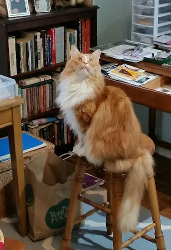 Heads & Tails Grooming Salon - Cat grooming in Gresham