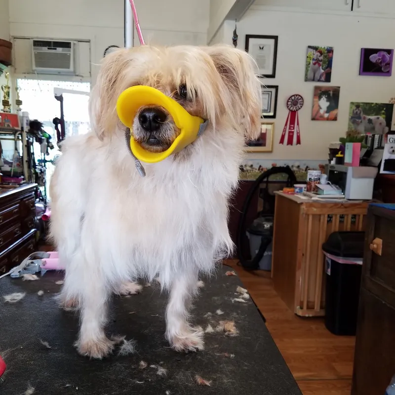 Dirty Paws Pet Spa - Cat grooming in South Burlington