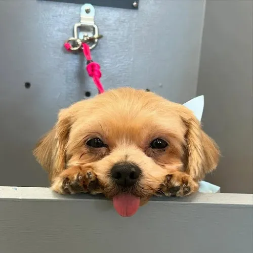 Butter Paws Pet Salon - Cat grooming in Huntington Beach