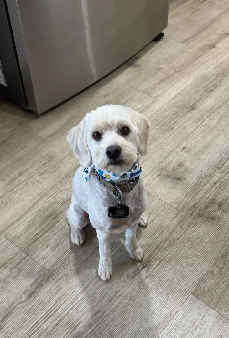 Hot Dogs & Cool Cats All Breeds Grooming - Cat grooming in Phoenix