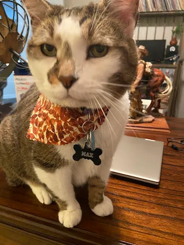 Gail's Happy Pets Inc. - Cat grooming in Davie