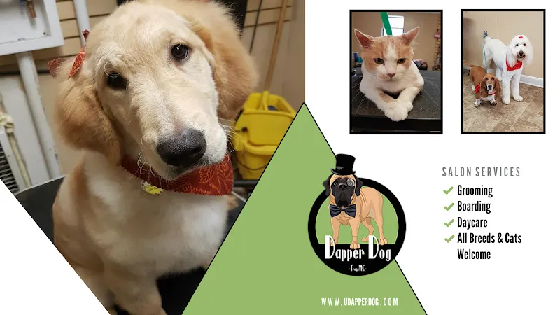 Dapper Dog Pet Grooming - Cat grooming in Troy