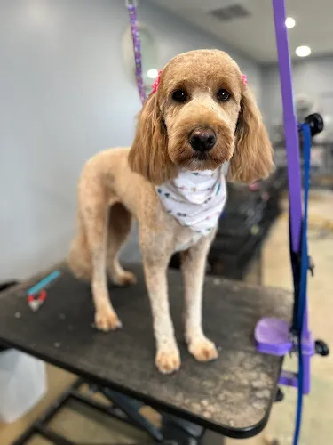 Dames Ferry Tails - Professional cat grooming in Forsyth, GA