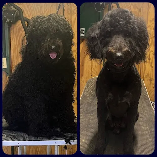 PawdicureBoutique - Professional cat grooming in Austell, GA