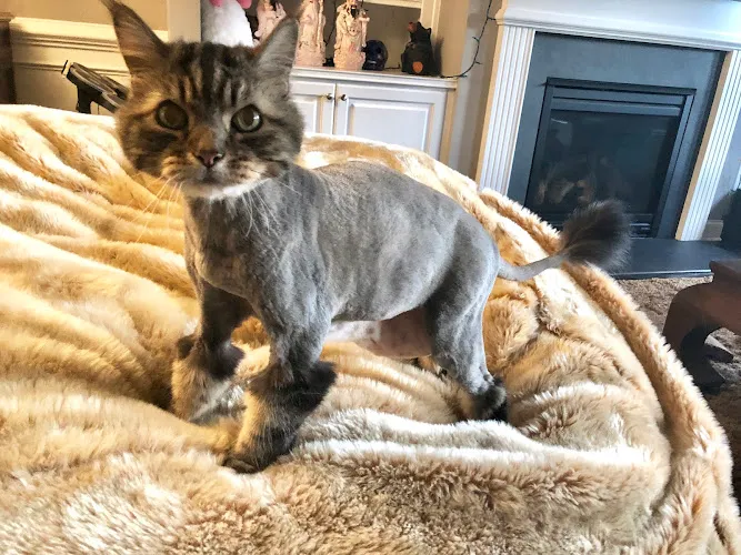 Epic Pets Salon - Professional cat grooming in Marietta, GA