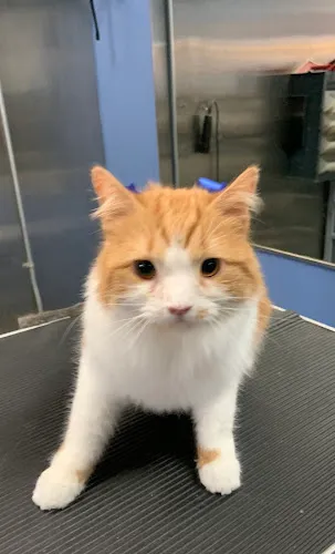 All Breed Cat & Dog Grooming - Professional cat grooming in Verona, NJ