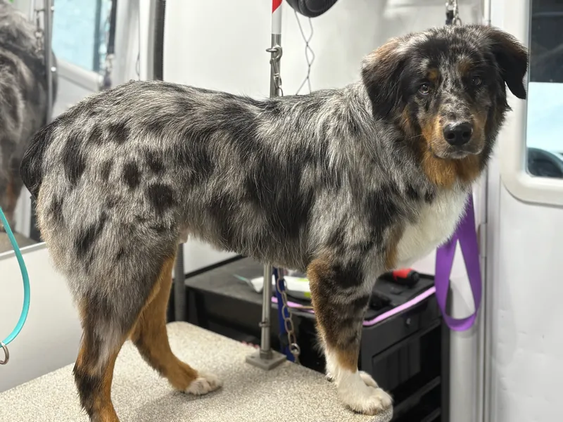 Furry Land Mobile Pet Grooming Central PA - Cat grooming in Highspire