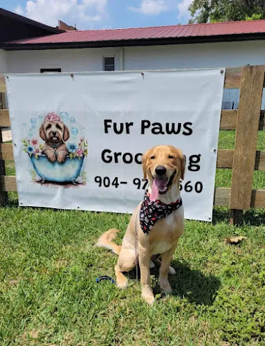 Fur Paws Grooming - Cat grooming in Lake Butler