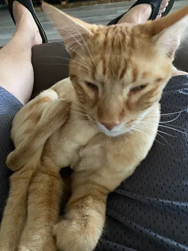 The Pawsitive Salon Pet Groomer and supplies - Cat grooming in Bakersfield