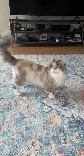 Killeen Animal Care - Cat grooming in Killeen