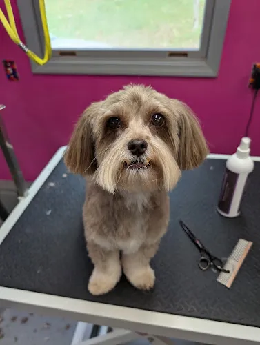 Forever Family Grooming - Cat grooming in Coshocton