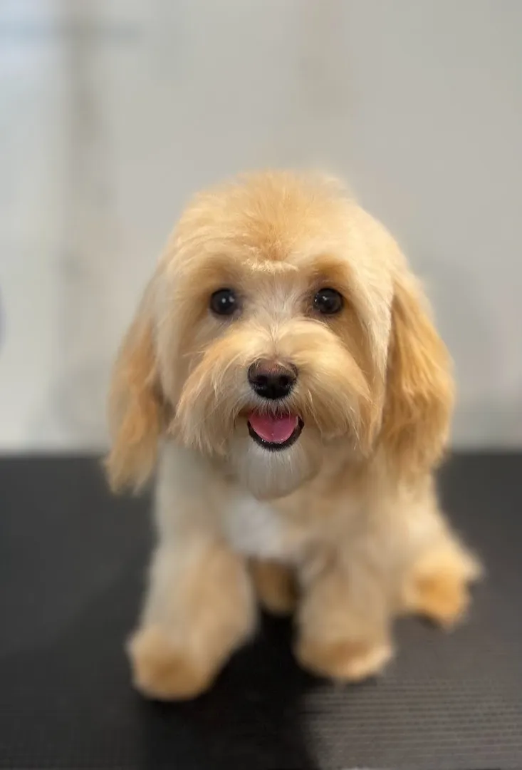 Mobile Pet Stylist Dallas - Cat grooming in Dallas