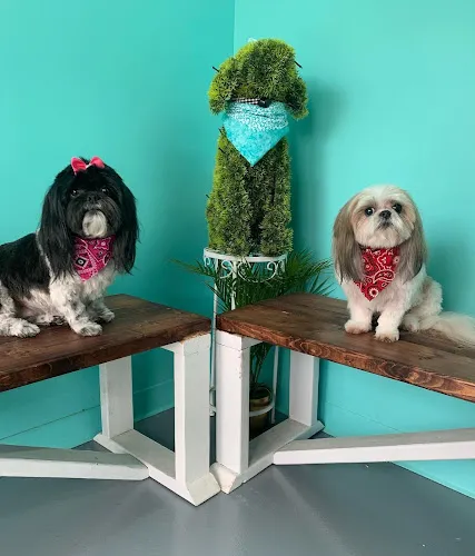 Bubbly Pups - Cat grooming in Charlotte