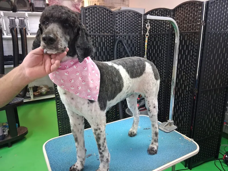Pet Wishes Spa - Cat grooming in Las Vegas