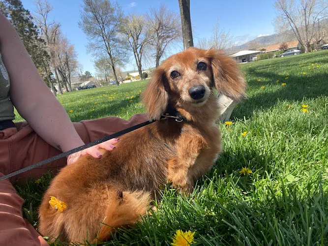 Wizard of Happy Paws - Cat grooming in Tehachapi