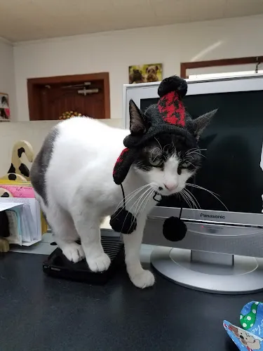 Joni's Pet Salon - Cat grooming in Tampa