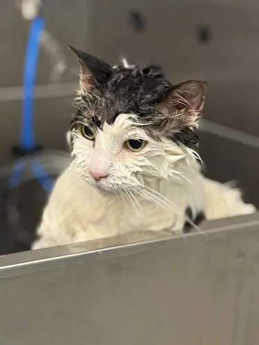 Lakeside Grooming - Cat grooming in Nesconset