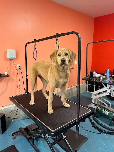 EZ Bree-zy dog grooming - Professional cat grooming in Springville, UT
