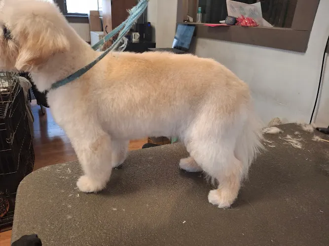 Down Town Hound Dog and Cat Grooming - Mobile cat grooming in Beloit, WI