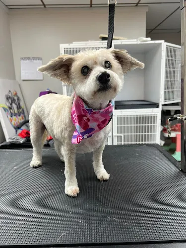 Megnificent Pet Grooming - Professional cat grooming in Standish, ME
