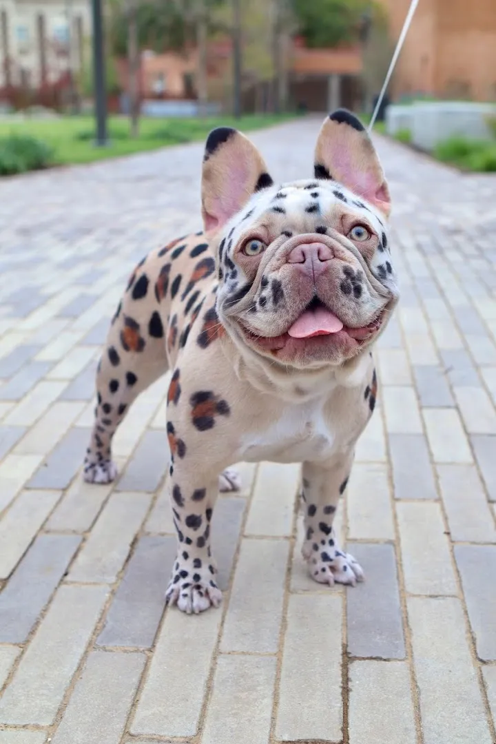 Dallas Mobile Pet Spaw - Cat grooming in Dallas