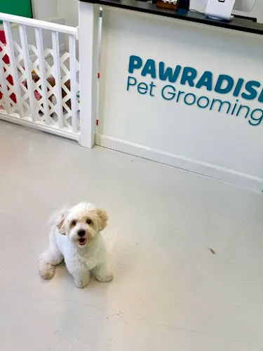 Pawradise Pet Grooming Salon And Mobile - Cat grooming in Greenacres