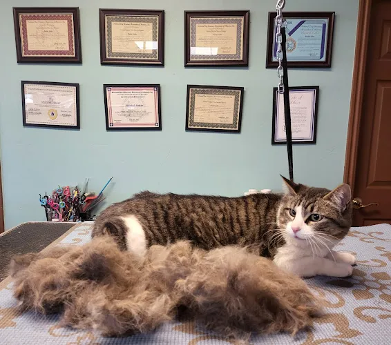 Dino Suds N Scissors (NCMG & ICPE Groomer ) - Cat grooming in Vernal