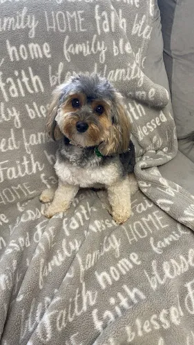 Missy's Doggy Day Spa - Cat grooming in Charlton