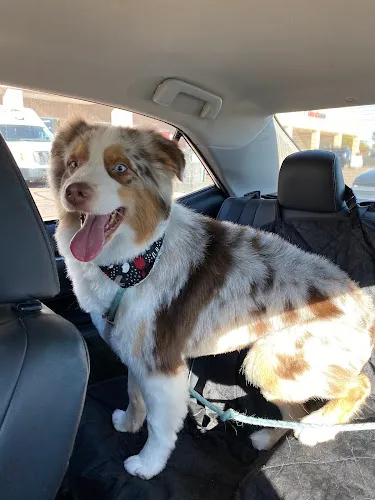 A Dog's Way - Cat grooming in Phoenix