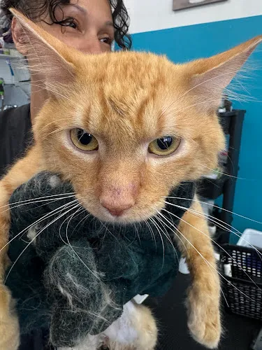 Mom's Pet Grooming Shop - Cat grooming in Franklin Park