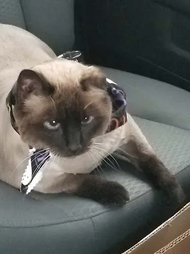 Petitude Grooming Salon - Cat grooming in Lexington