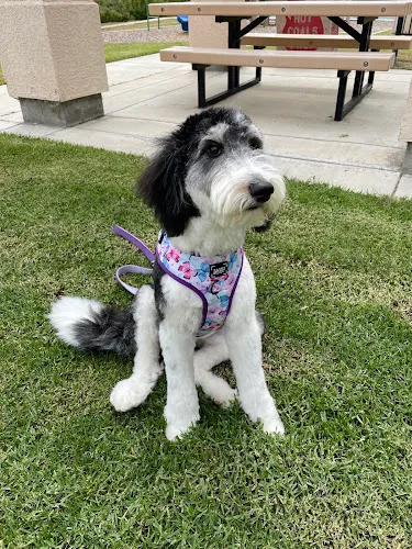 OC Grooming & Pet Spa - Cat grooming in San Clemente