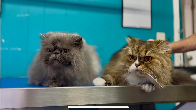 Pampered Pets on Joan Ave, LLC. - Cat grooming in Panama City Beach