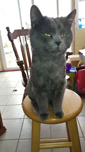 Tender Touch LLC - Mobile cat grooming in Cañon City, CO