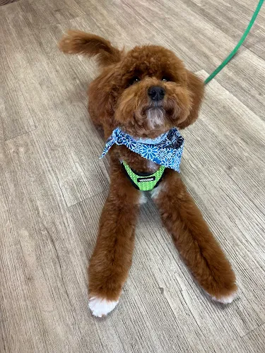 Woof Gang Bakery & Grooming Port Washington - Professional cat grooming in Port Washington, NY